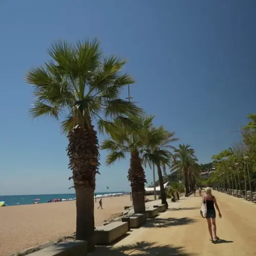 Palmen an der Strandpromenade.